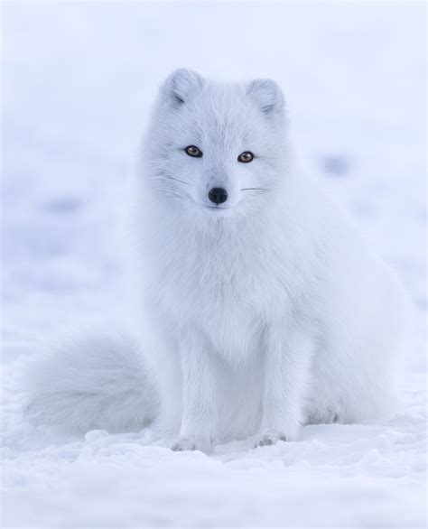 Arctic fox - Wikipedia