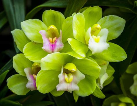 Green Orchid | Green orchid, Orchids, Wonderful flowers