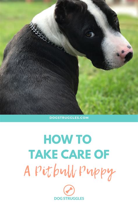 How To Take Care Of A Pitbull Puppy: Complete Guide | Pitbull puppy ...