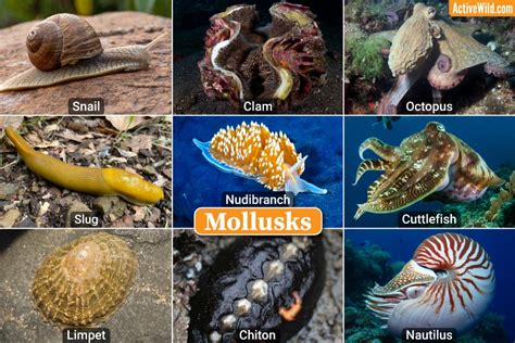 The Animals In Phylum Mollusca