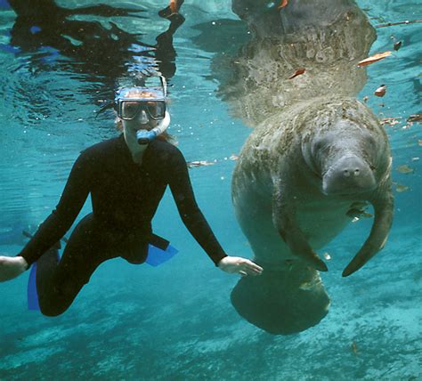 Manatee Photos - Crystal River Manatees - Swim With Manatees