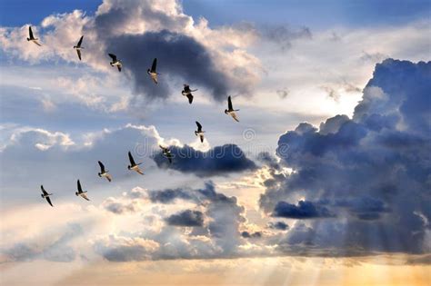 295 Geese Flying V Formation Stock Photos - Free & Royalty-Free Stock ...