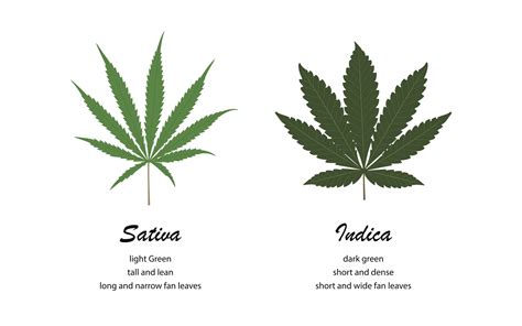 Indica vs. Sativa: How