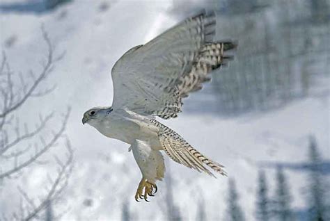 Gyrfalcon | Bird Identification Guide | Bird Spot