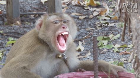 Monkeys Chained, Abused for Coconut Milk | PETA Asia