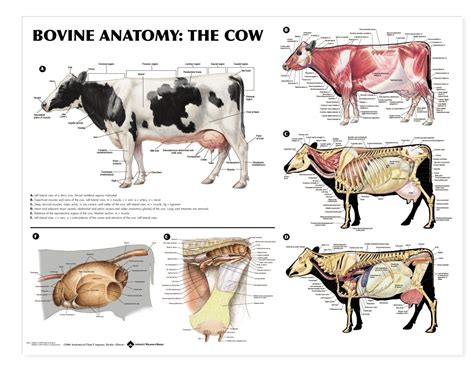 Cattle Nervous System Of A Cow - Livestock Cattle