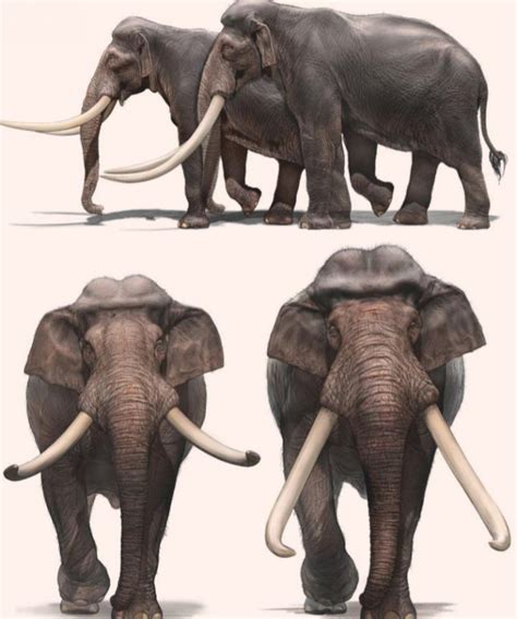 New Research Tracks Evolution of Extinct Straight-Tusked Elephants ...