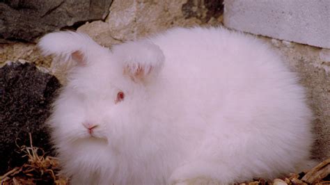 What the Angora Farming Exposé Means for Animal Rights | HuffPost UK Life