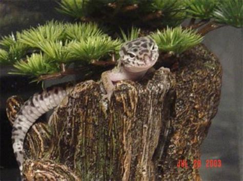 Leopard Geckos: Setting up a Natural Enclosure Like Their Native ...