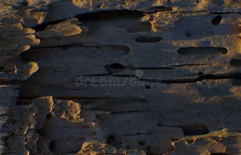 Rotten wood texture stock image. Image of wall, environment - 216097121