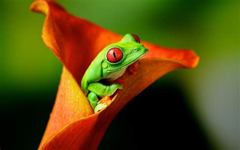 Red-Eyed Tree Frog on Orange Calla Lily HD Wallpaper