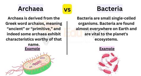 Difference between Archaea and Bacteria