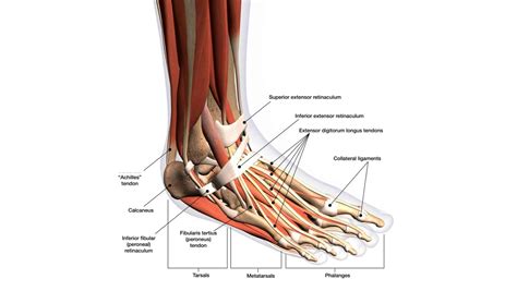 Ankle Tendons: Anatomy, Attachments and Function by a Specialist