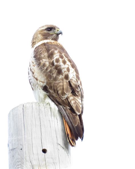 Red Tail Hawk Hunting Photograph by Ronald Raymond - Fine Art America