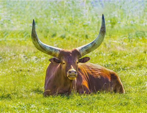 Close Up of a Red Brown Watusi Cattle, Bos Taurus Indicus, Lying in a ...