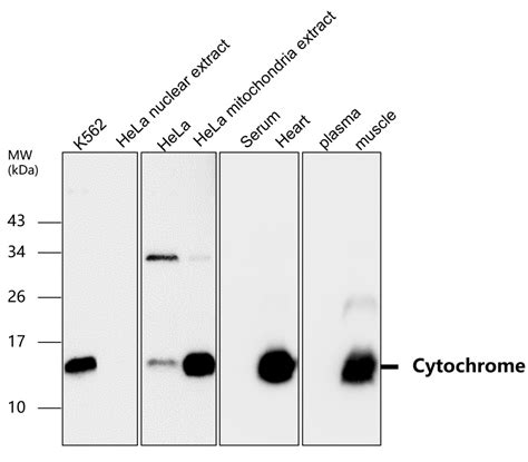 Cytochrome C antibody (IR105-435) | iReal Biotechnology, Inc.