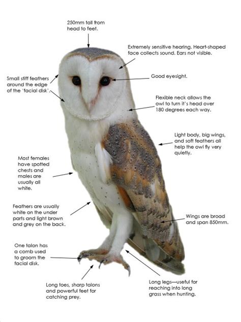 Facts Adaptations Diagram - The Barn Owl Trust