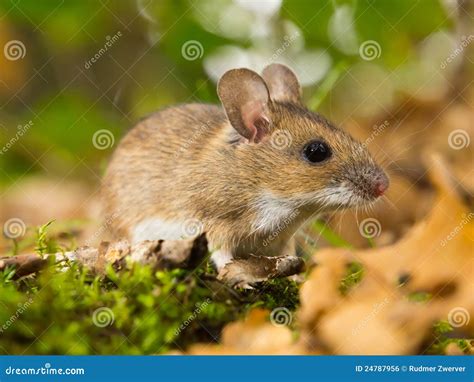 Yellow Necked Mouse in Habitat Stock Photo - Image of field, leaf: 24787956