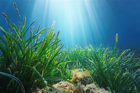 Unpack Habitat - Seagrasses | OzFish Unlimited