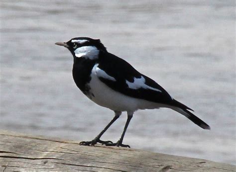 garden delights: World Bird Wednesday - In Black and White