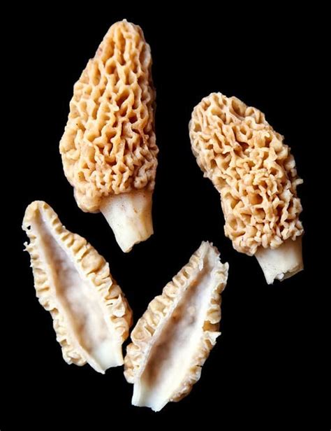 Morel vs False Morel - How to Tell the Difference - Mushroom Site