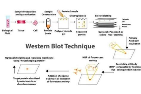 14 Step Western Blot Protocol Assay Genie, 54% OFF