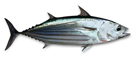 Skipjack Tuna - fish for tomorrow