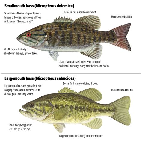 Largemouth Vs. Smallmouth Bass (Know the Differences) – X Position Outdoors