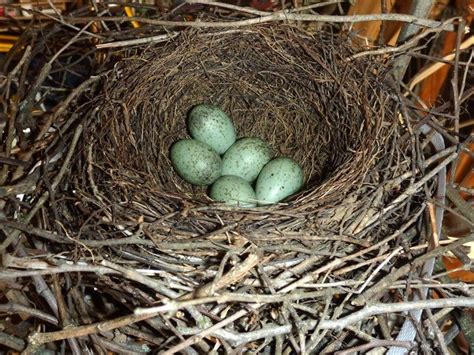 The Blue Jay Nest: Blue Jay Nesting Habits - Daily Birder