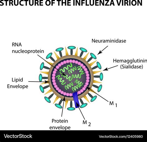 The structure of the influenza virus Infographics Vector Image