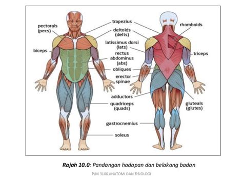 Gambar Sistem Otot - Homecare24