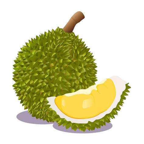 Premium Vector | Durian fruit. Vector illustration cartoon flat icon ...