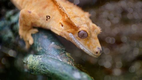 8 Reasons Why is My Crested Gecko Eyes Red | Pet Engineers