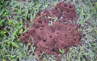 The Ant Hill You See Is Not the Ant Hill You Have