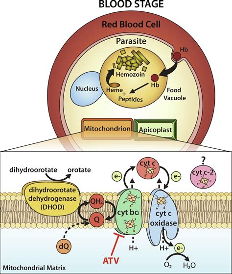 Direct tests of cytochrome c and c1 functions in the electron transport ...