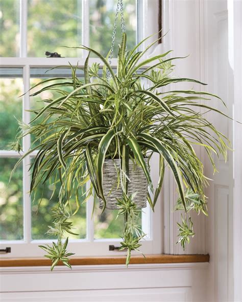 Spider Plant air-purifying plants One Live Plant | Etsy