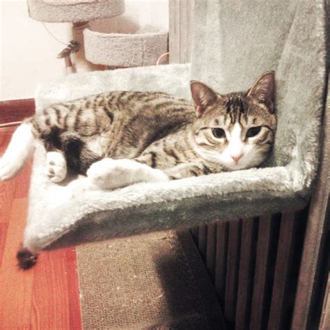 Cat Bed Removable Window Sill Cat Radiator Bed Hammock Perch Seat ...