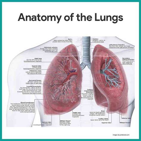 Anatomy Lungs Respiratory System | MedicineBTG.com