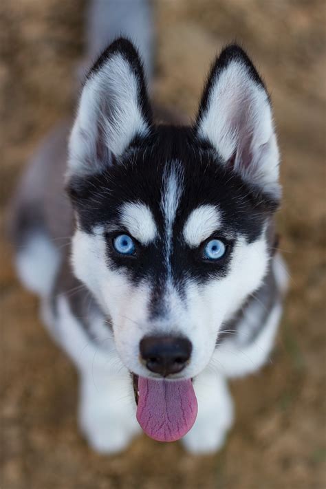 Husky Dog Types