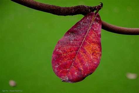 Almond Leaves Hanoi - Free photo on Pixabay - Pixabay