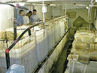 Tilapia farming for smallholders | Farmer's Weekly