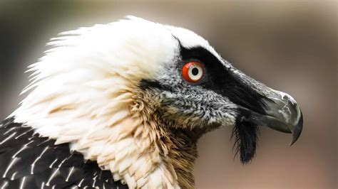 Bearded vulture - a rewilding champion - Ecosulis