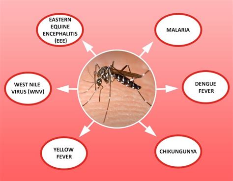 Mosquito control in coimbatore | Eco Pest Control People