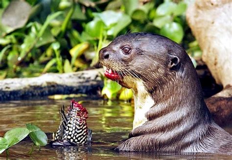 Giant Otter – "OCEAN TREASURES" Memorial Library