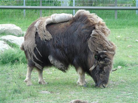 Musk Oxen - Calgary zoo by Pappasaurus on DeviantArt