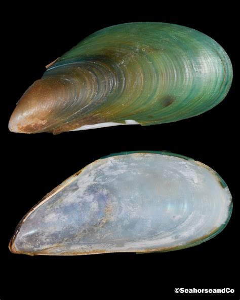 Asian Green Mussel: Perna viridis (Linnaeus, 1758)