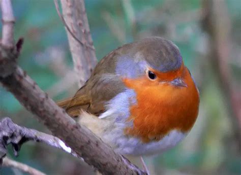 Robin Bird Facts - Robin Bird Species & Diet