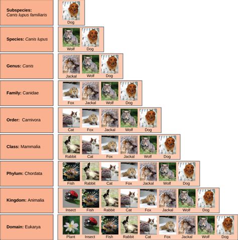 Taxonomie / Biologie für Hauptfächer II | Marjolein