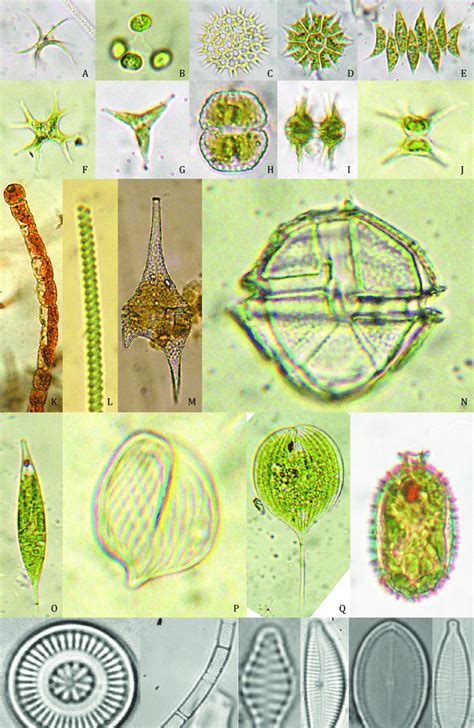 a. Ankistrodesmus sp.; b. Dictyosphaerium pulchellum; c. Pediastrum ...