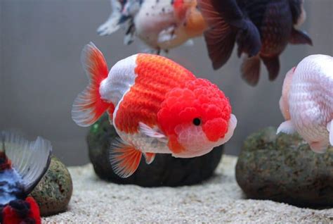 Oranda Goldfish - Learn About Nature